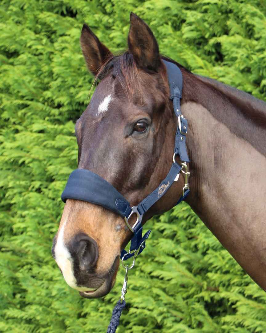 Cavallino Deluxe Padded Halter & Lead Set - GREY ONLY