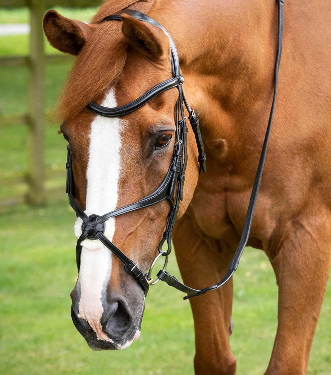 Glorioso Grackle Bridle