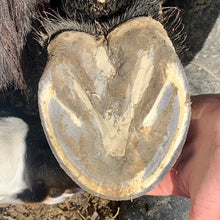 Load image into Gallery viewer, echo Hoof Helper Clay
