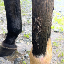 Load image into Gallery viewer, echo horse Sulphur Soothe Cream
