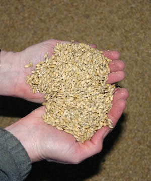 Crushed Barley